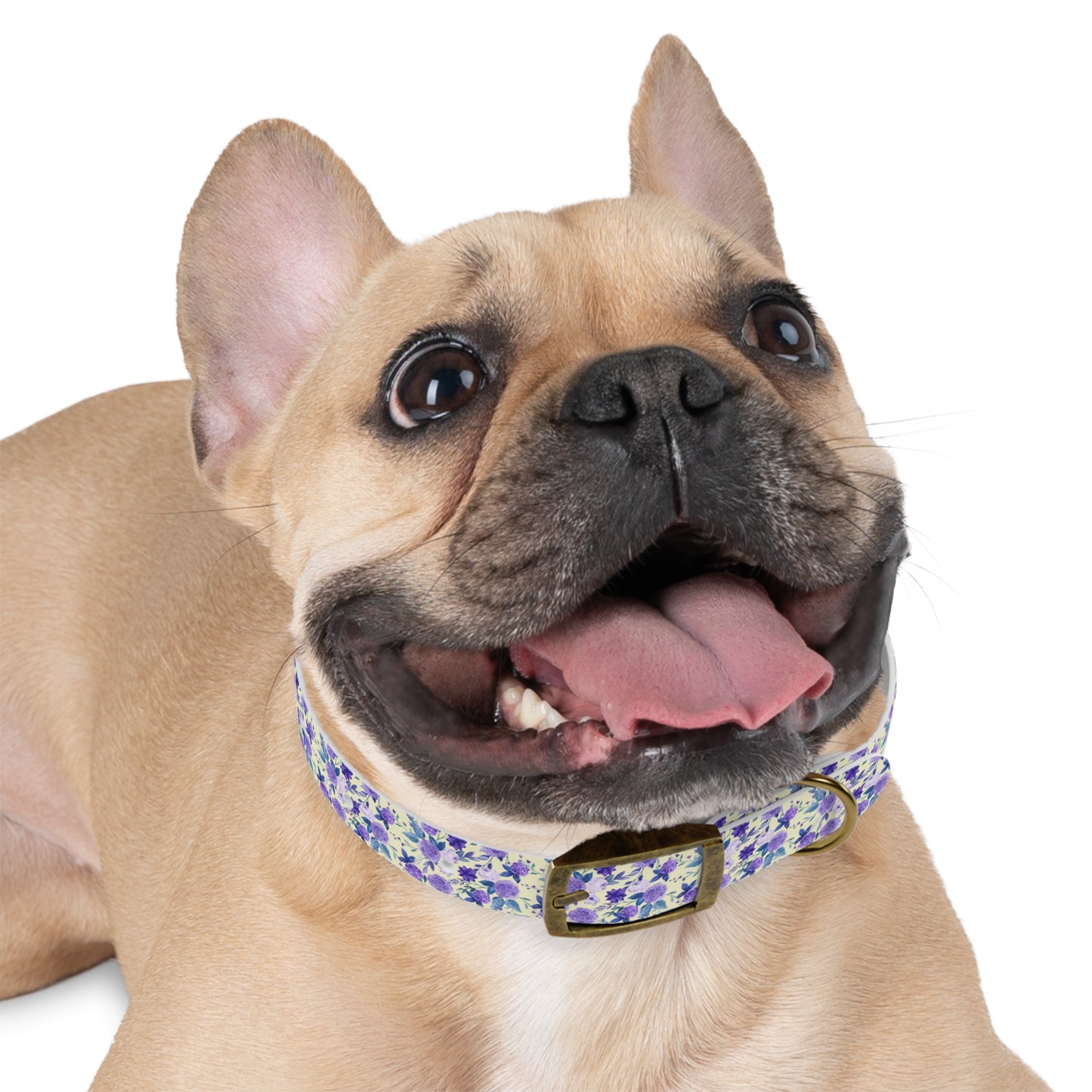 Violet Dog Collar