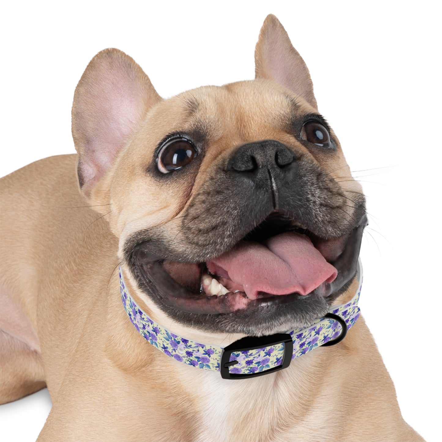 Violet Dog Collar