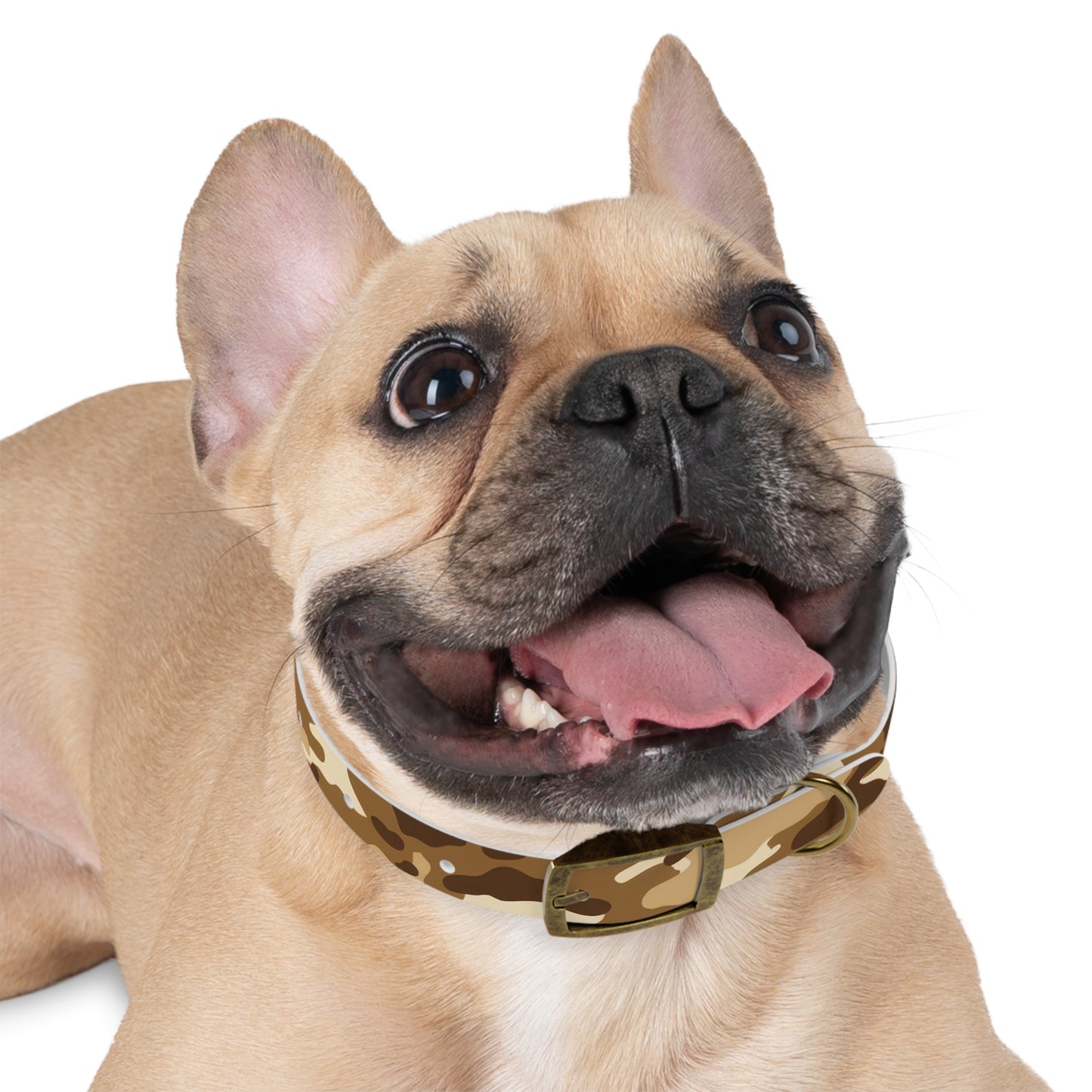 Sandstorm Dog Collar